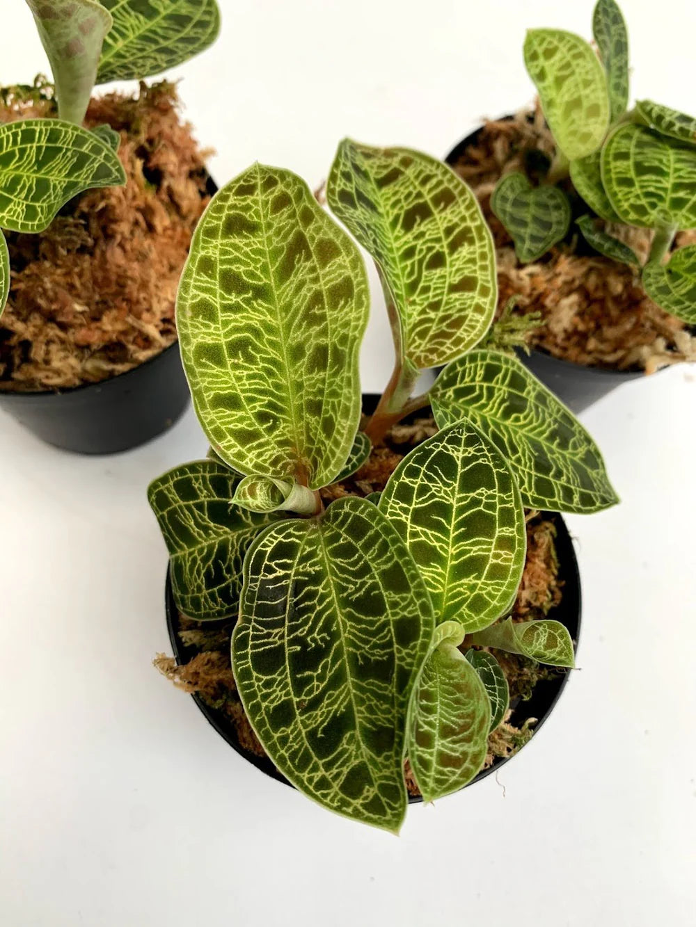 Macodes petola "Big"