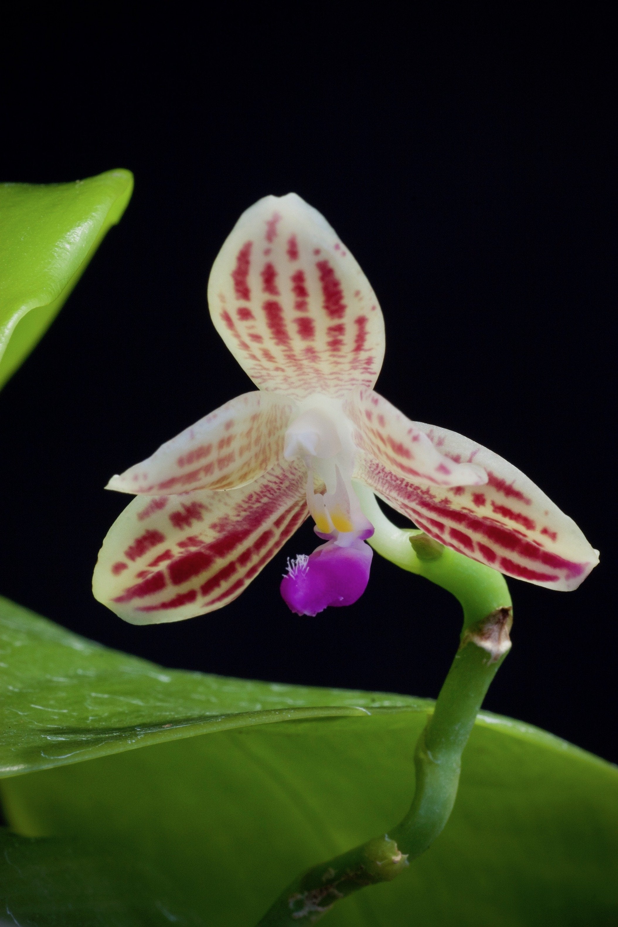 Phalaenopsis javanica "Big"