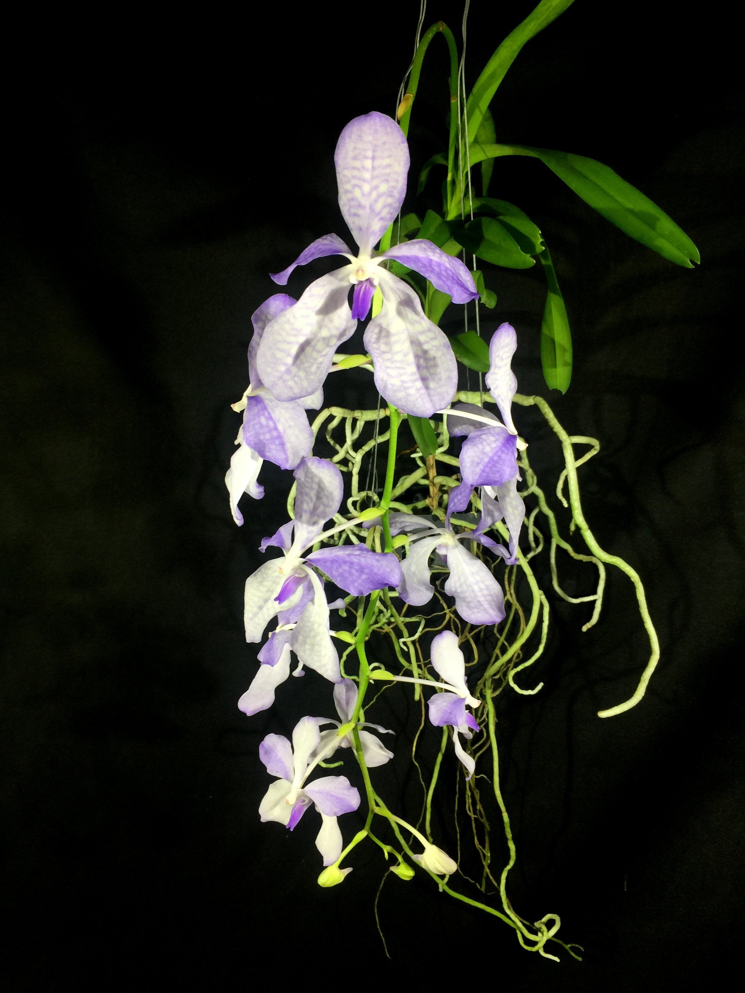 Vanda coerulea "Semi Alba"