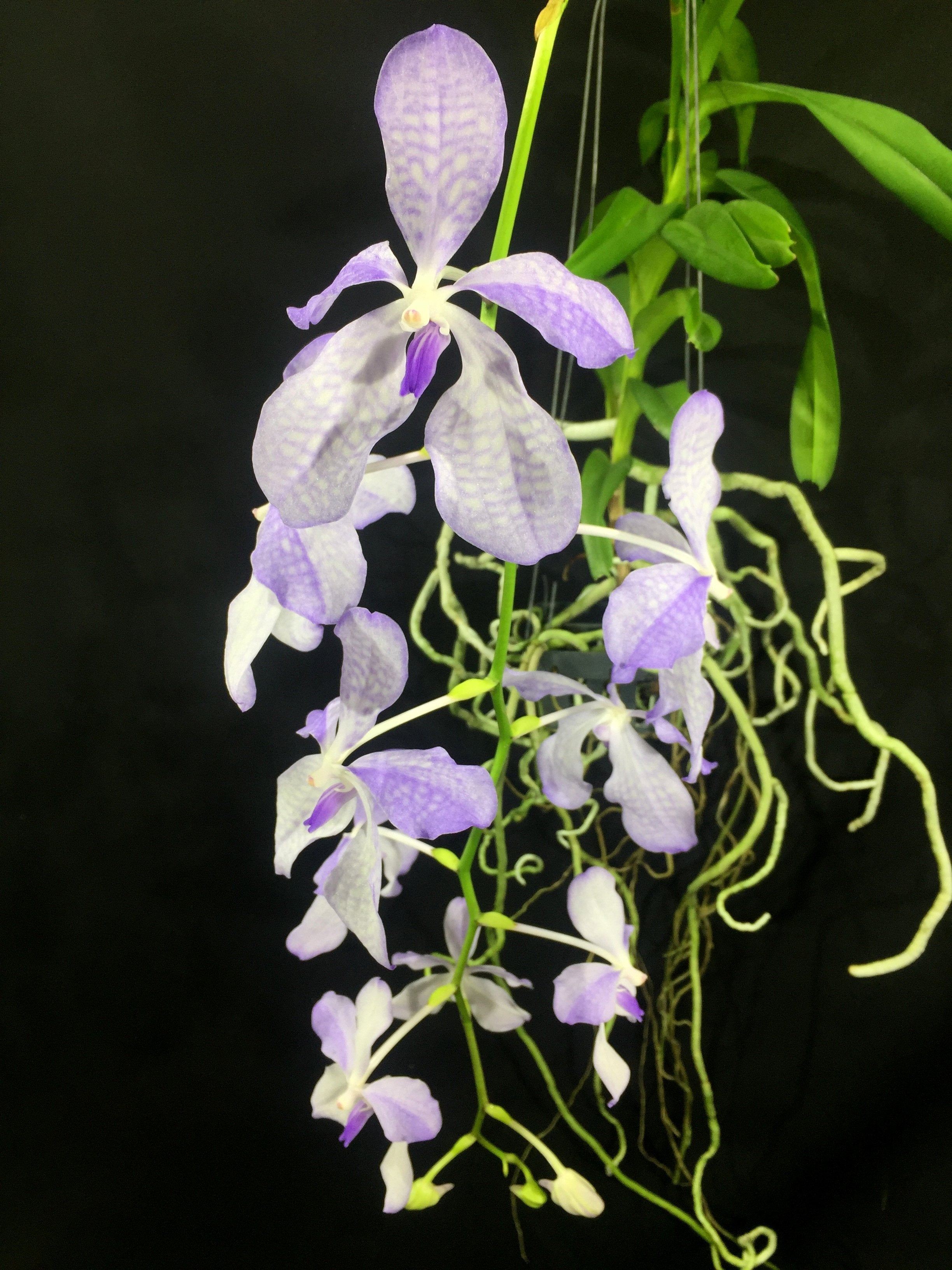 Vanda coerulea "Semi Alba"