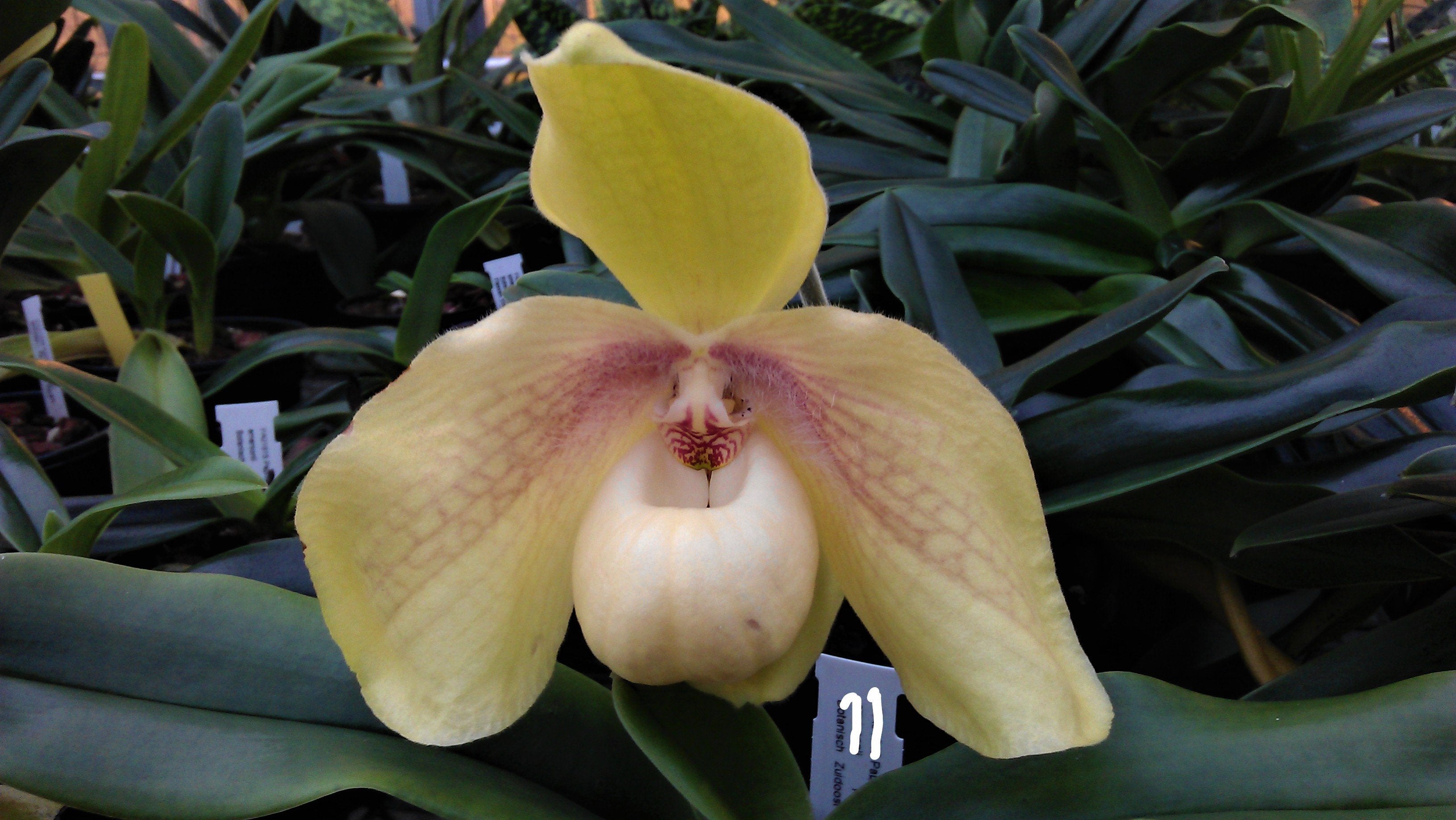 Paphiopedilum hangianum "Select"