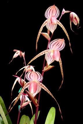 Paphiopedilum Lady Isabel ‘Big Plant’