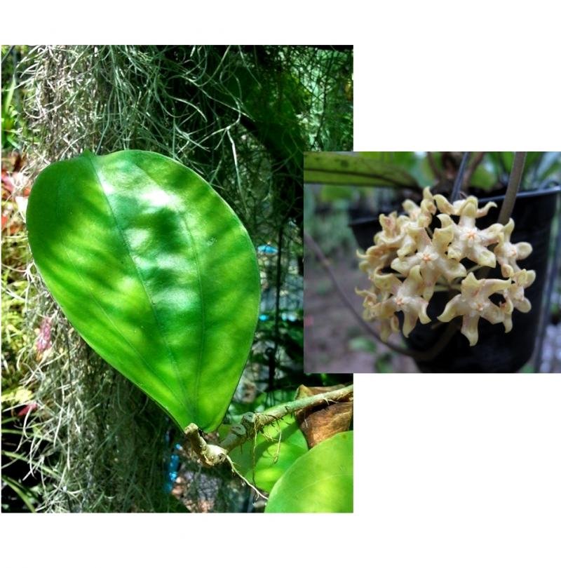 Hoya lambii (Small Plant)