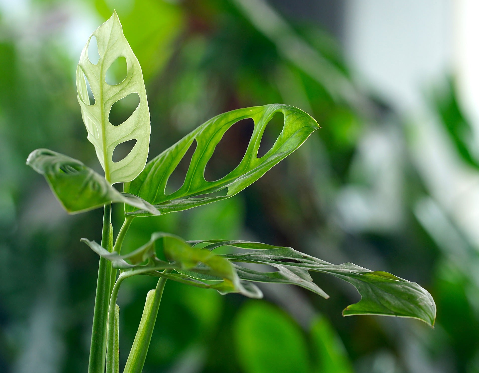 Tropical Plants大好き Tropical plants