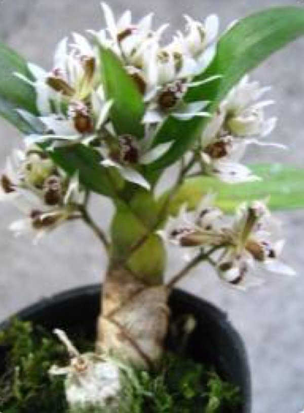 Dendrobium peguanum alba