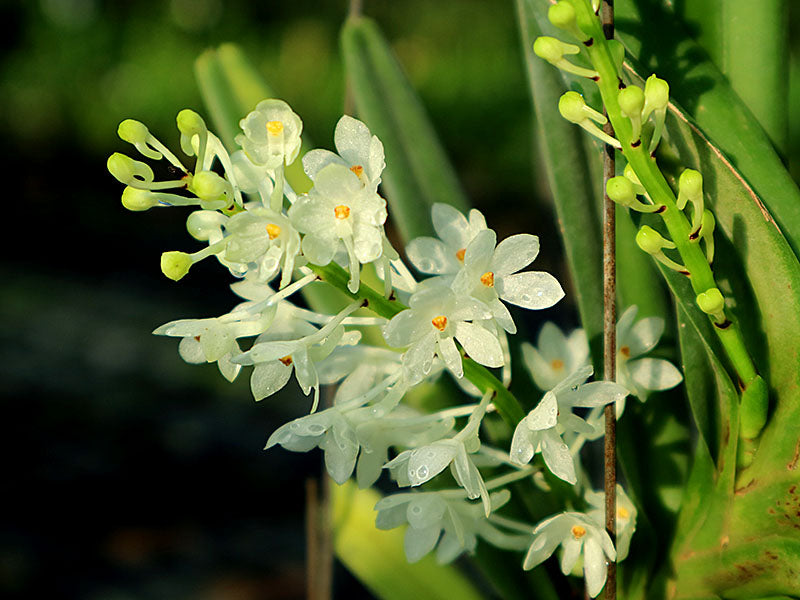 Ascocentrum ampullaceum alba (Großer pflanze XXL)