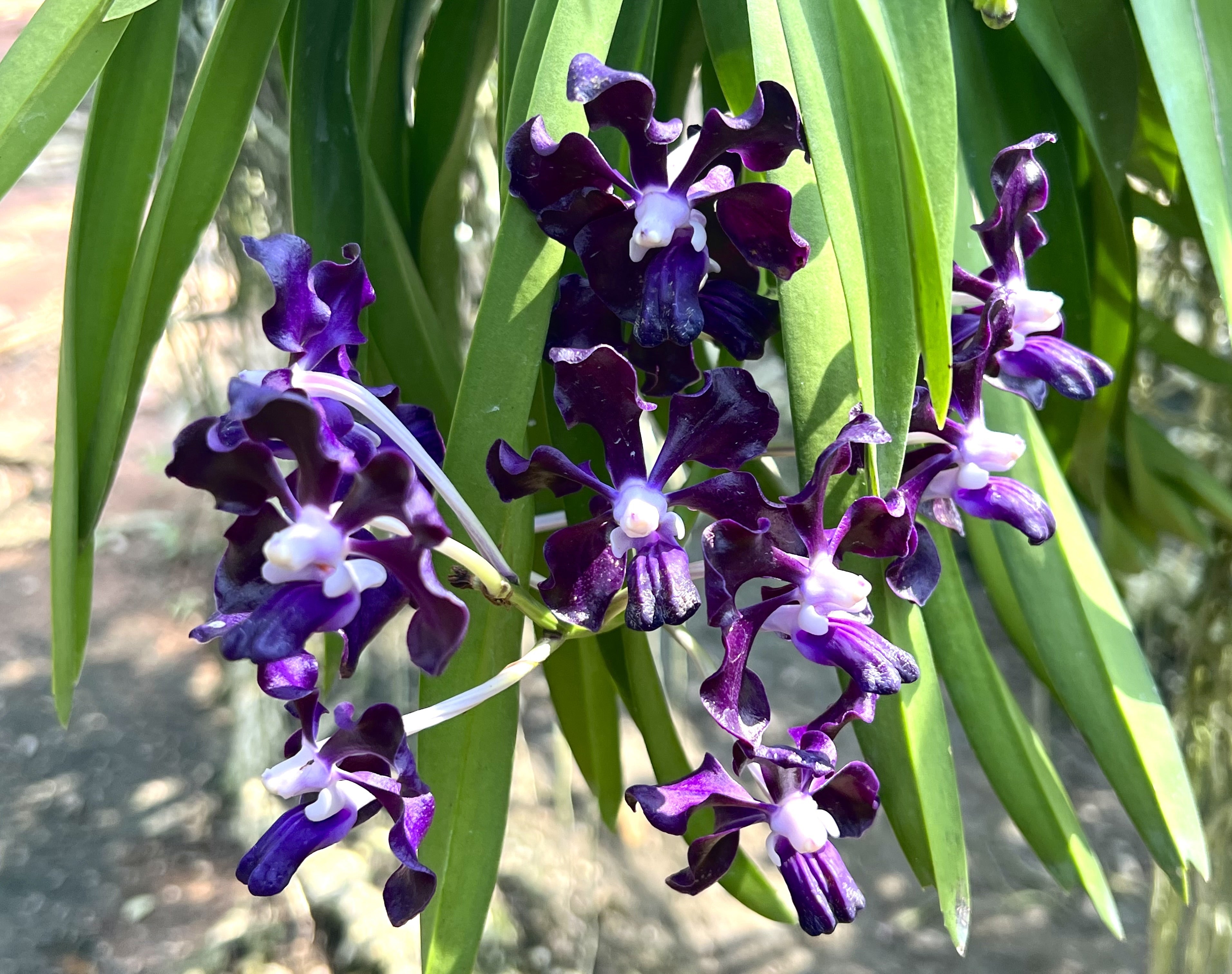 Vanda Dark Black Knight
