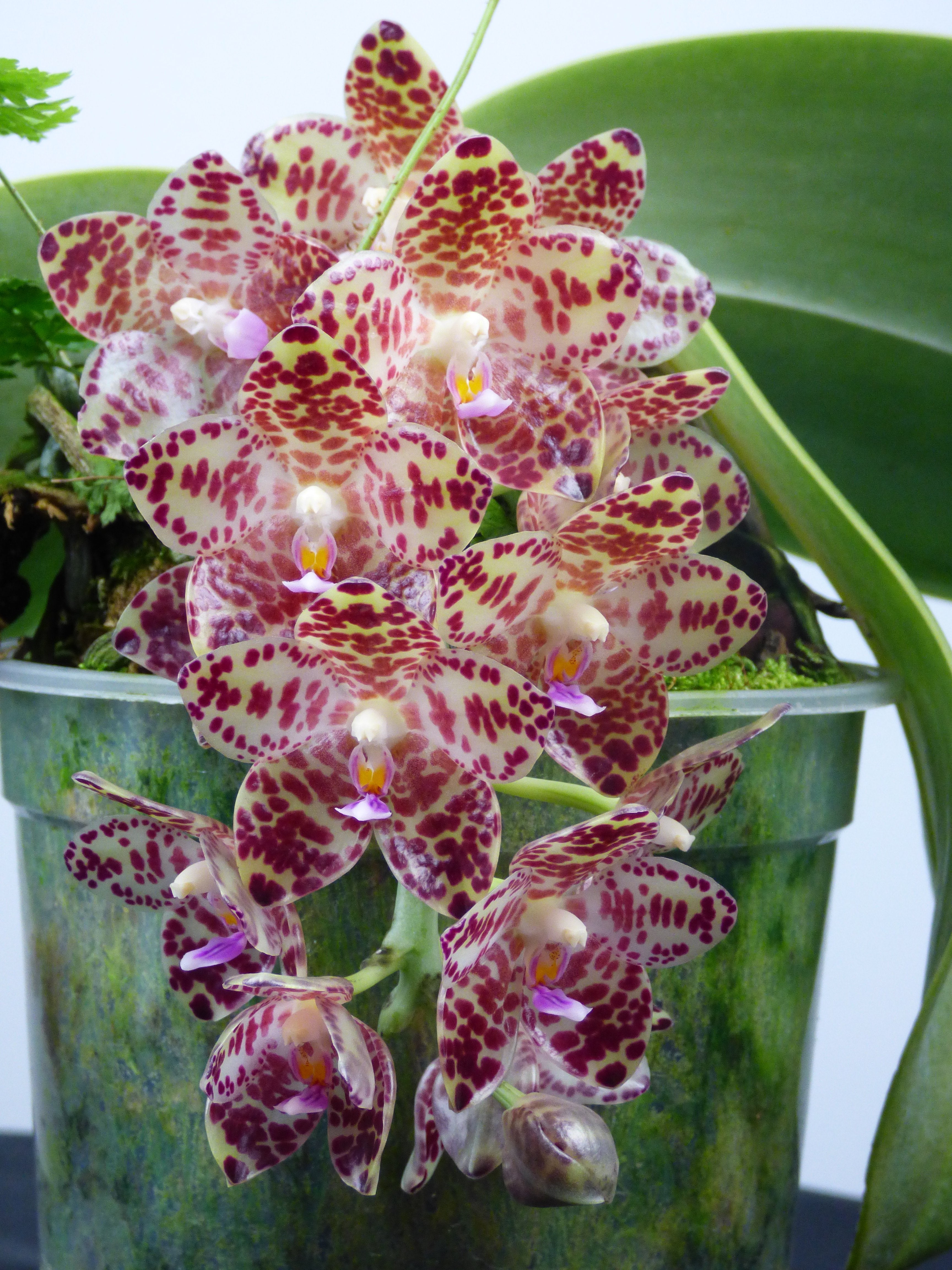 Phalaenopsis gigantea