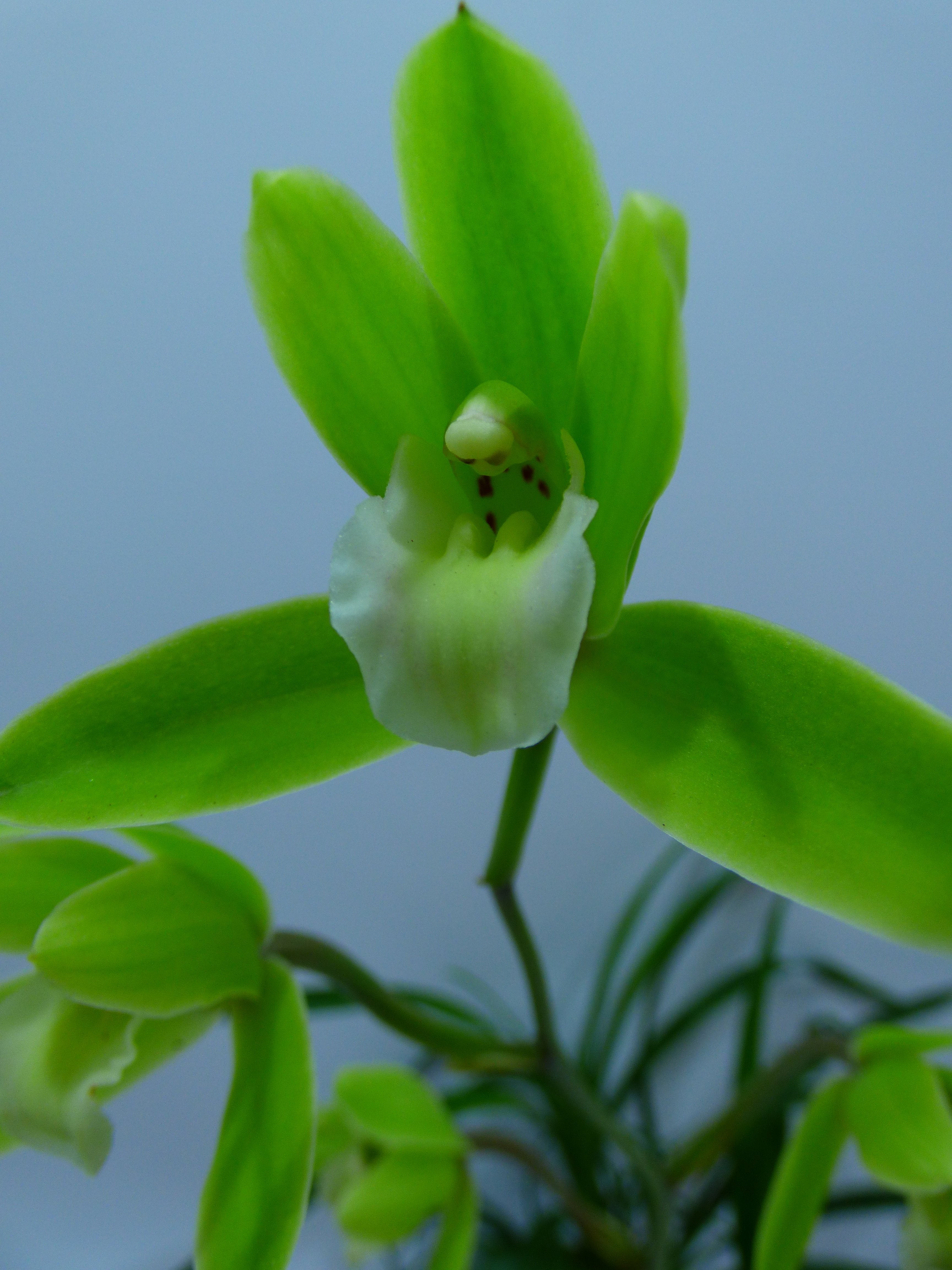 Cymbidium goeringii 4N