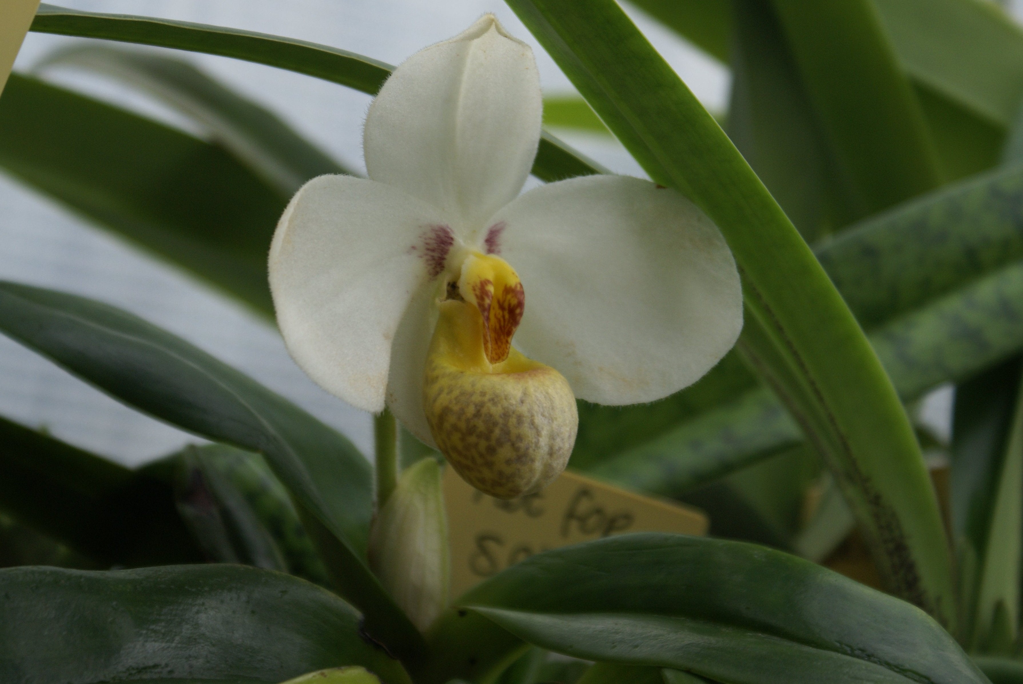 Paphiopedilum emersonii (Clumb)