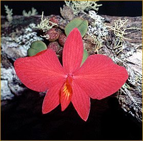 Sophronitis brevipenduculata "Big Plant"