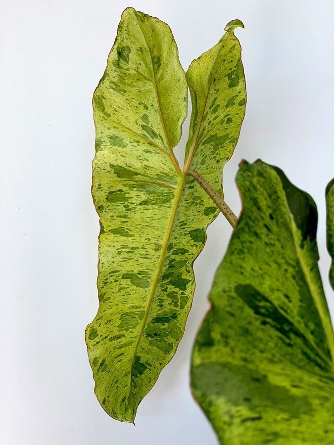 Philodendron Paraiso Verde (4 Leaves)