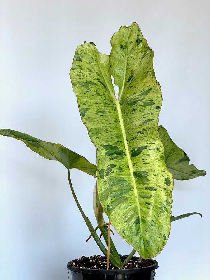 Philodendron Paraiso Verde (4 Leaves)
