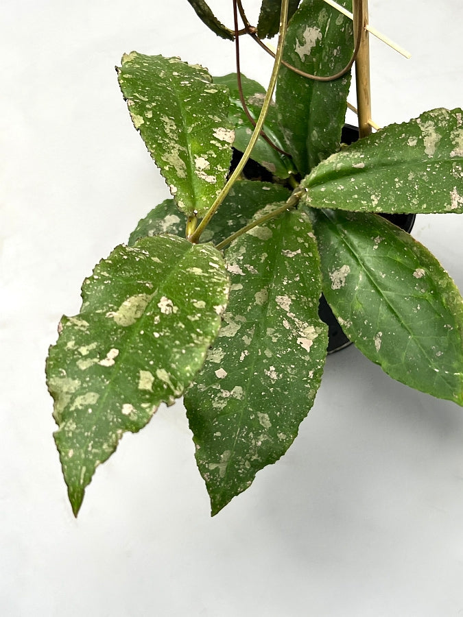 Hoya undulata (2 Leaf Cutting White Stem)