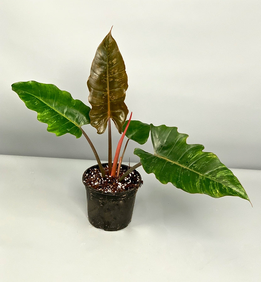 Philodendron Caramel Marble (Camouflage)