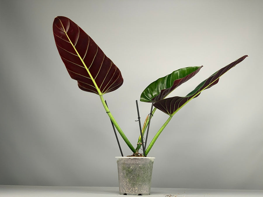 anthurium subhastatum Philodendron subhastatum 'Tamarindo'