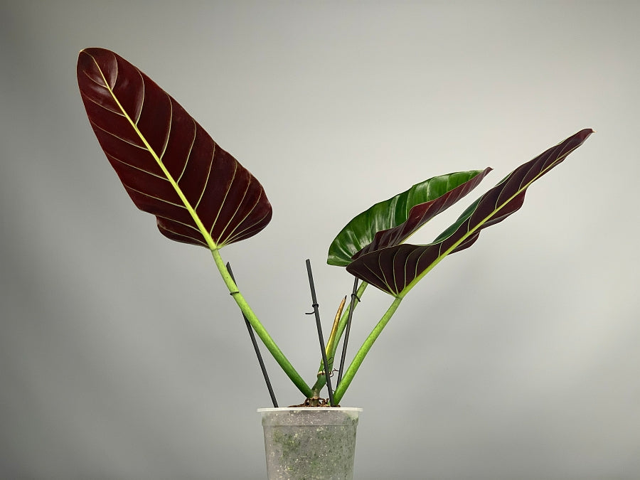 Philodendron Specie