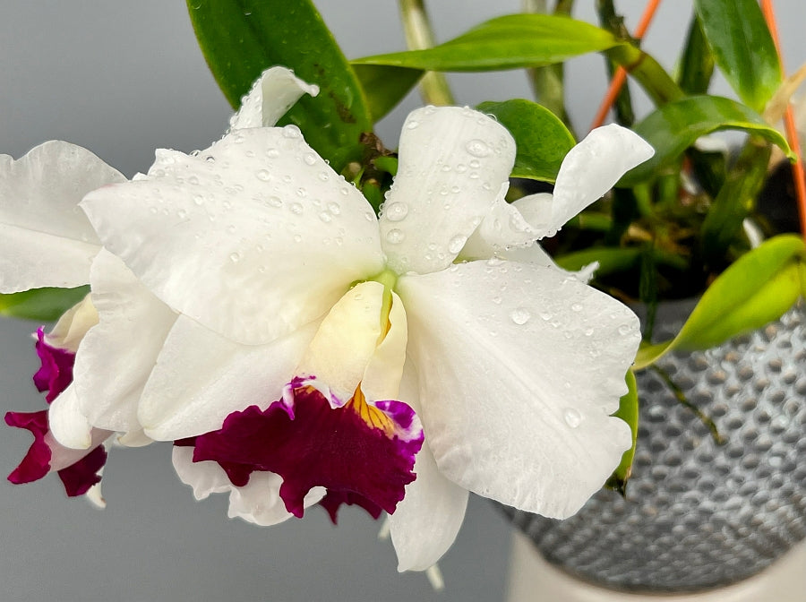 Laelia pumila x Blc. Varut Rittinan