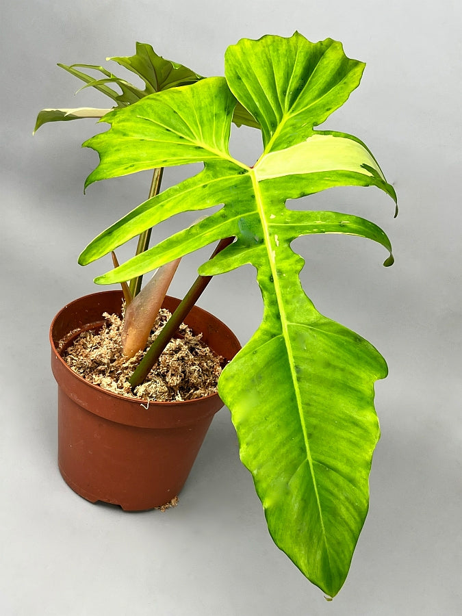 mottled dragon philodendron Philodendron "Golden Dragon" variegated albo