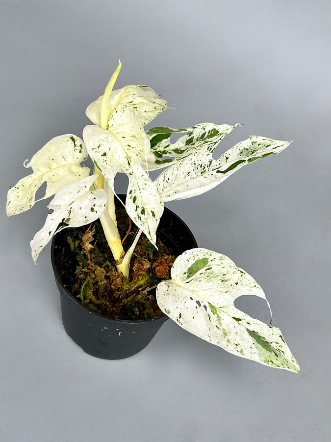 Epipremnum pinnatum marble variegata (Leaf Cutting)