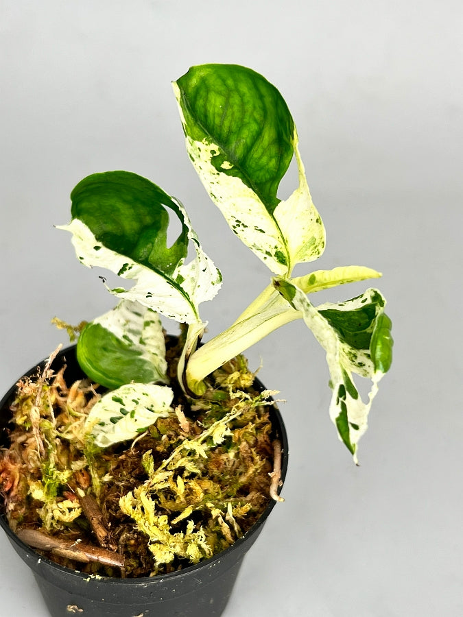 Epipremnum pinnatum marble variegata (Leaf Cutting)