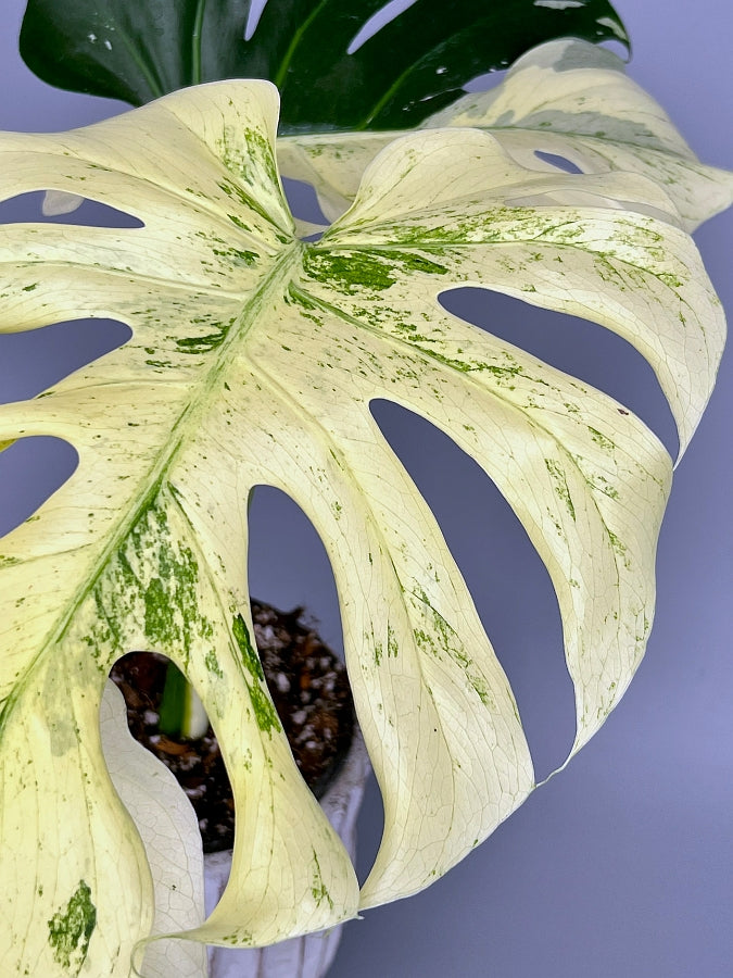 monstera mint for sale Monstera Full Mint deliciosa borsigiana Variegata