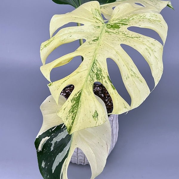 Monstera Full Mint deliciosa borsigiana Variegata