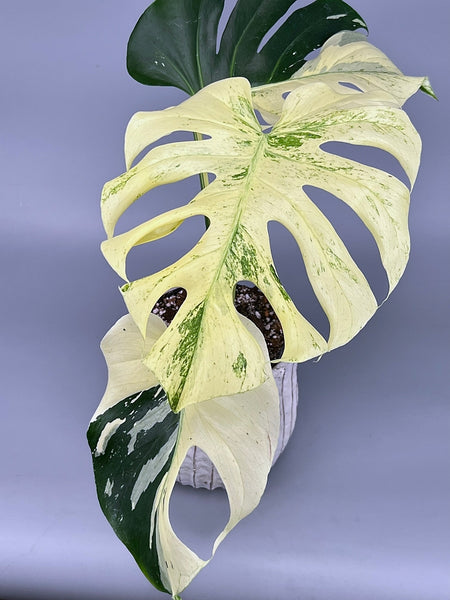 Monstera Full Mint deliciosa borsigiana Variegata