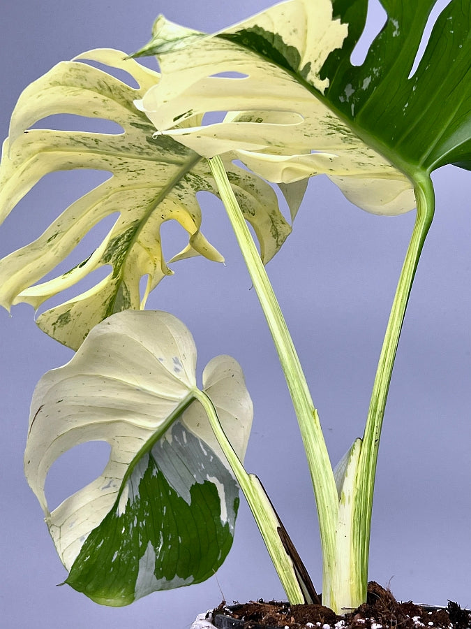 monstera deliciosa borsigiana mint variegata Monstera Full Mint deliciosa borsigiana Variegata