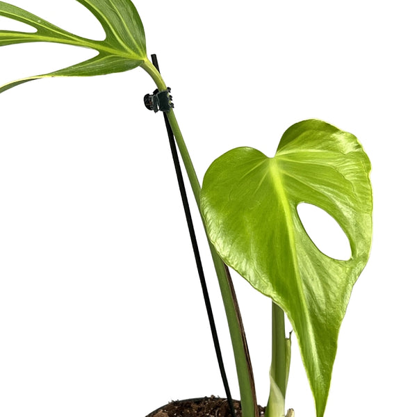 Monstera 'Burle Marx Flame' Small 2 Leaves' (Fresh Head Cutting)