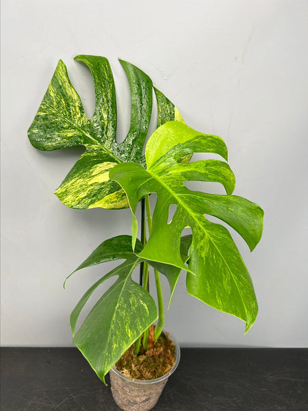 diferencia entre monstera deliciosa y borsigiana Monstera deliciosa borsigiana variegata aurea (Cutting 1 Leaf)