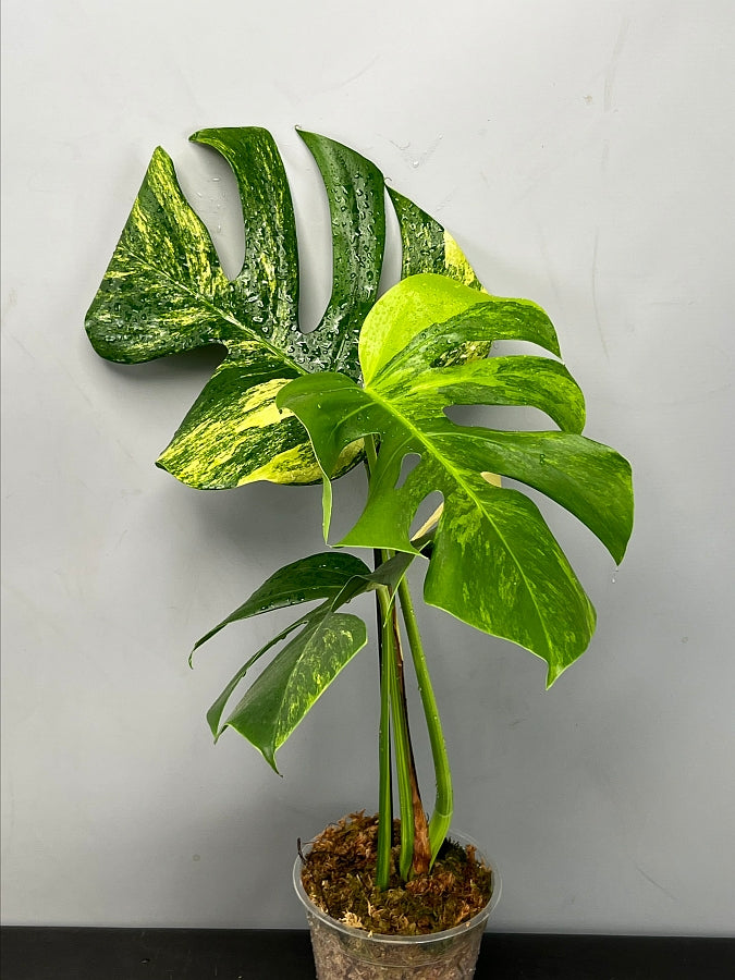 monstera deliciosa borsigiana variegata Monstera deliciosa borsigiana variegata aurea (Cutting 1 Leaf)