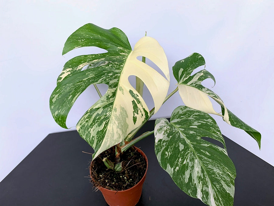 monstera half moon Monstera deliciosa Variegata albo "Half Moon" (5/6 leaves) + Highly va