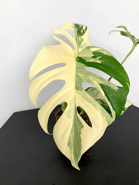 half moon monstera albo Monstera deliciosa Variegata albo "Half Moon" (5/6 leaves) + Highly va