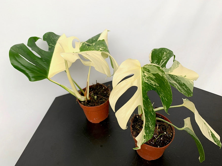 monstera deliciosa albo half moon Monstera deliciosa Variegata albo "Half Moon" (5/6 leaves) + Highly va