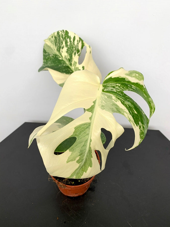 monstera deliciosa albo half moon Monstera deliciosa Variegata albo "Half Moon" (5/6 leaves) + Highly va