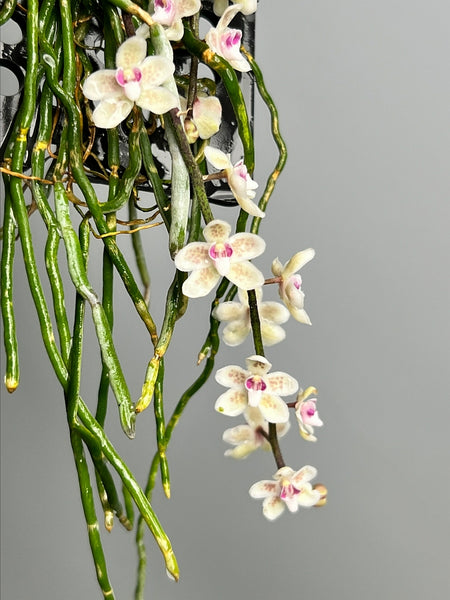 chiloschista parishii var sakura コルク原種 Chiloschista parishii 