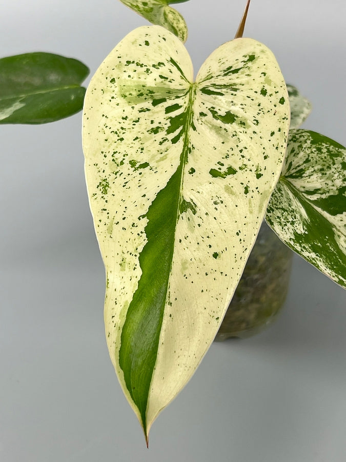 Philodendron ilsemanii (3/4 Leaves) Highly Variegated