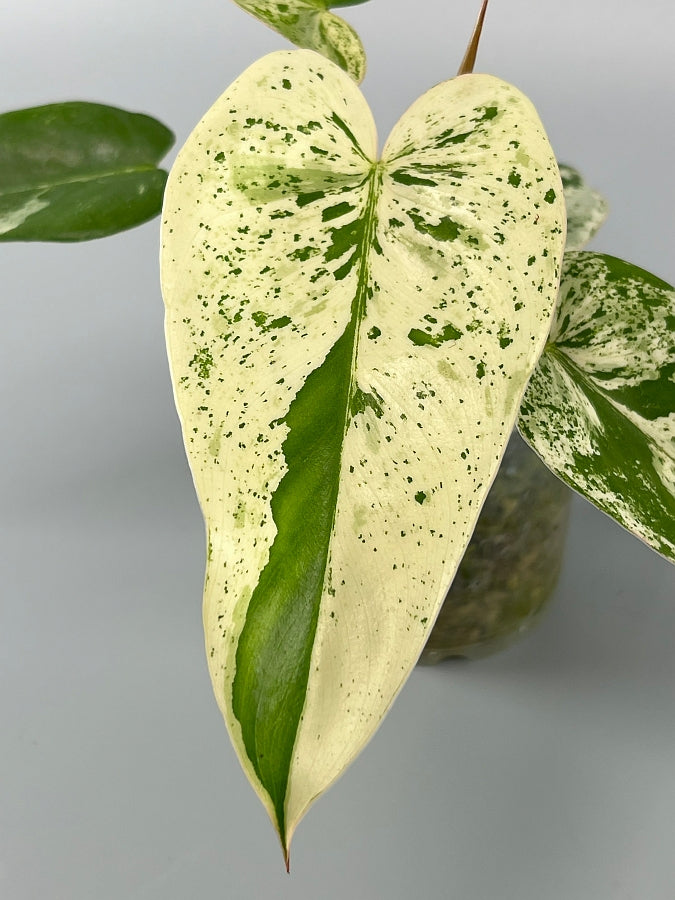 philodendron ilsemanii care Philodendron ilsemanii (4 Leaves) Highly Variegated