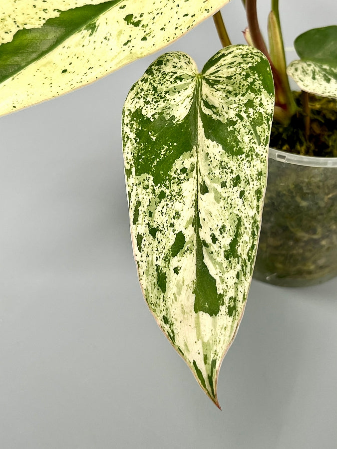 Philodendron ilsemanii (3/4 Leaves) Highly Variegated