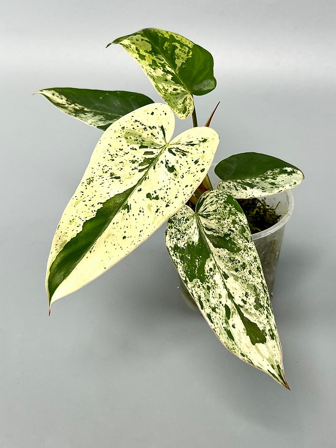 philodendron ilsemanii variegated Philodendron ilsemanii (4 Leaves) Highly Variegated