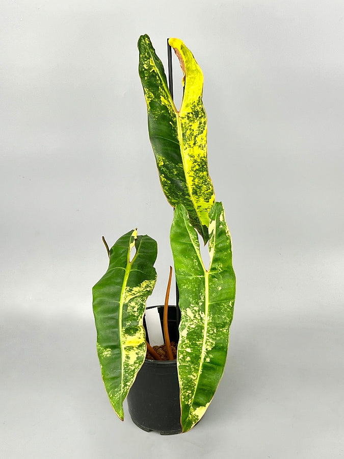 Philodendron billietiae Variegata (nr 3)