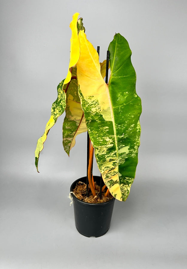 Philodendron billietiae Variegata “Half moon“ (Much Variegata)