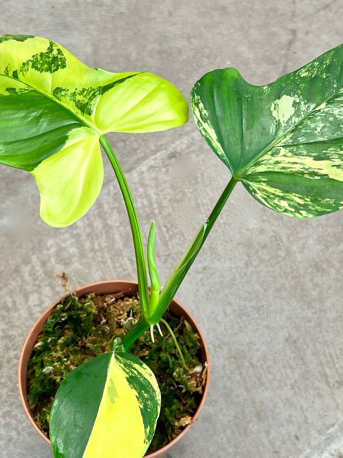 Philodendron Violin Variegated (Highly variegated)