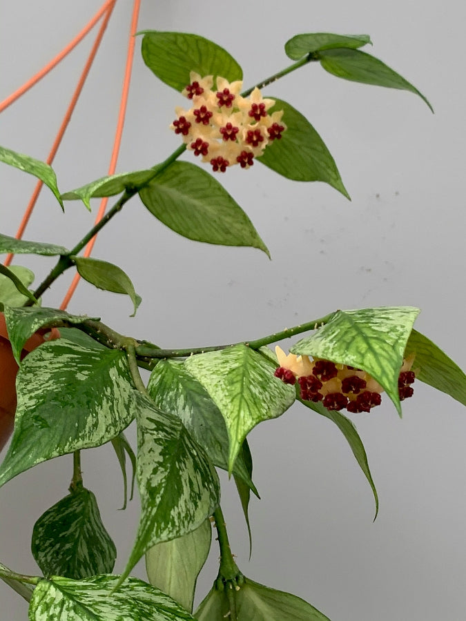 Hoya Polyneura Variegated (Fish-Tail Hoya) Big Plant