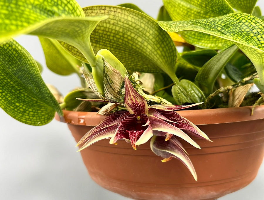 Bulbophyllum reticulatum (Cutting 1 Leaf)