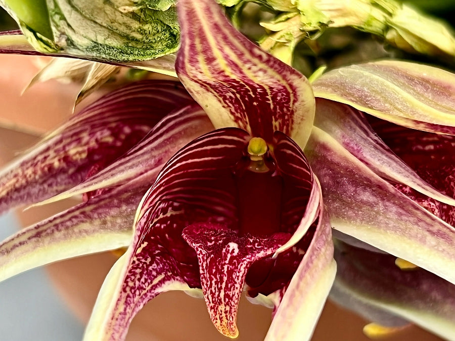 Bulbophyllum reticulatum (Cutting 1 Leaf)