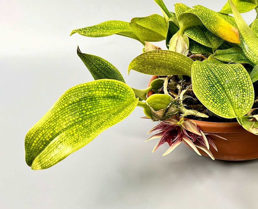 Bulbophyllum reticulatum (Cutting 1 Leaf)