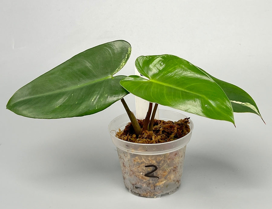 philodendron ilsemanii variegata for sale Philodendron ilsemanii Less Variegata (3 Leaves)