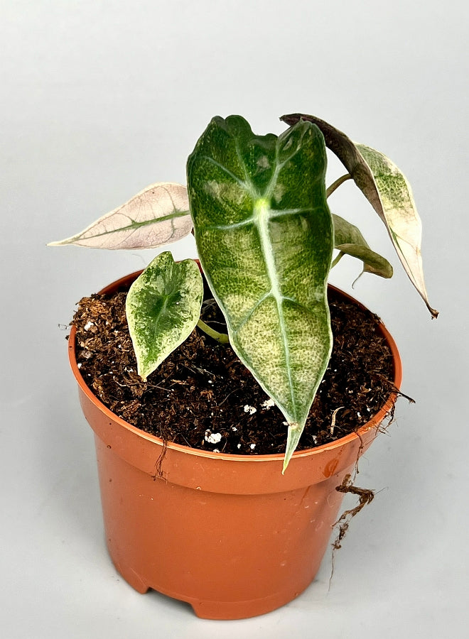 Alocasia polly pink variegated